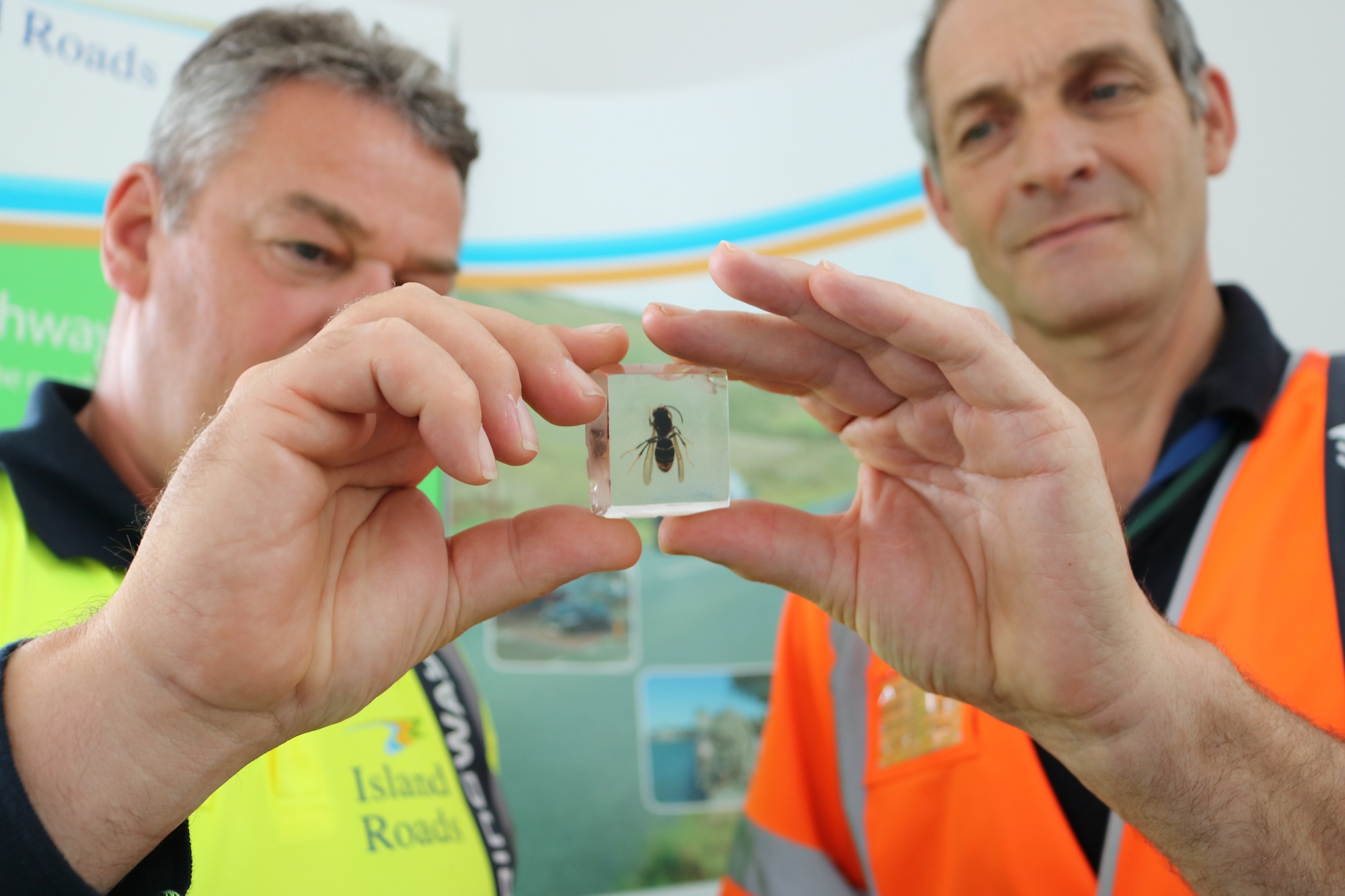 District Stewards Paul Bailey and Derek Bean with an Asian Hornet specimen