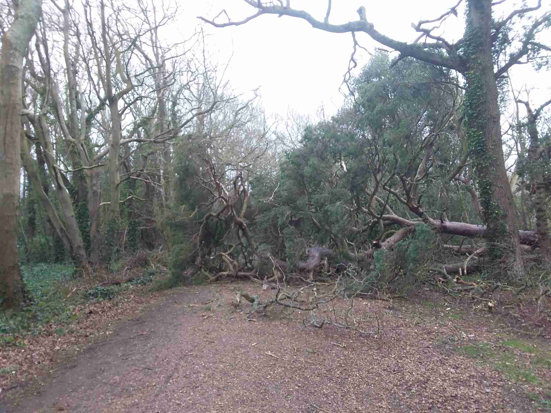 fallen tree across cycle track